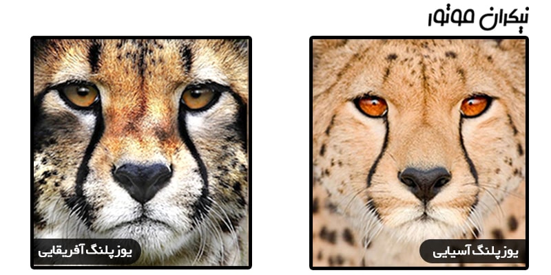 مقایسه ی دو یوزپلنگ آسیایی و آفریقایی