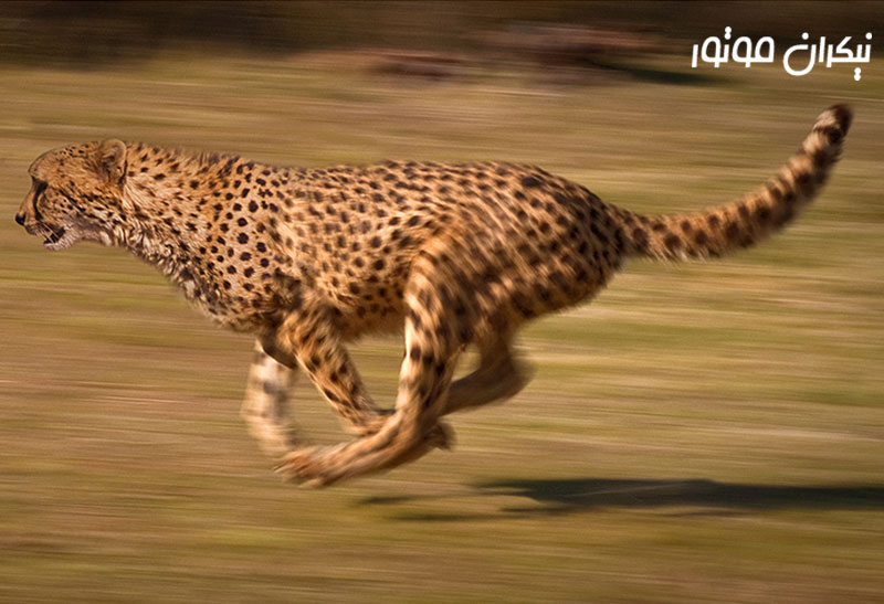 سرعت یوزپلنگ ایرانی
